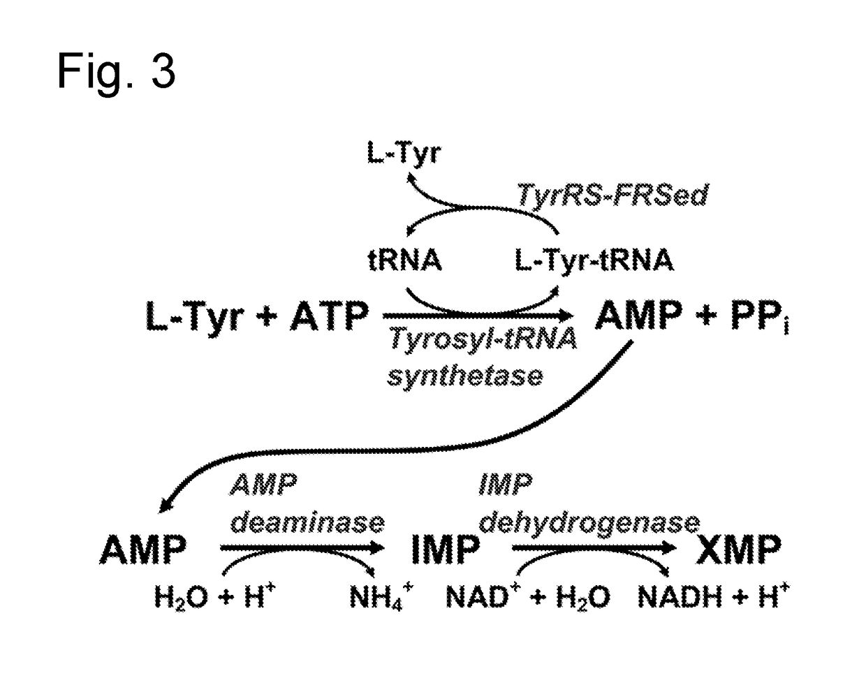 D-stereospecific aminoacyl-trna synthetase and method of producing d-stereospecific aminoacyl-trna synthetase