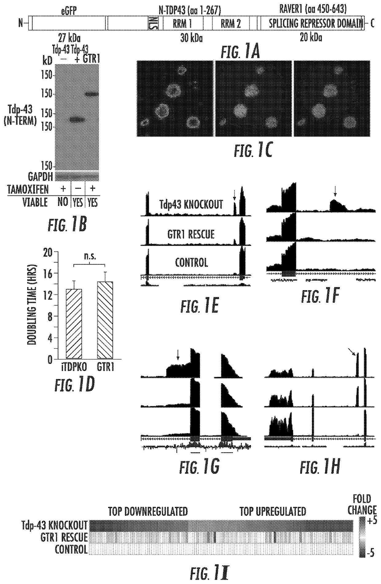 TDP-43 in degenerative disease