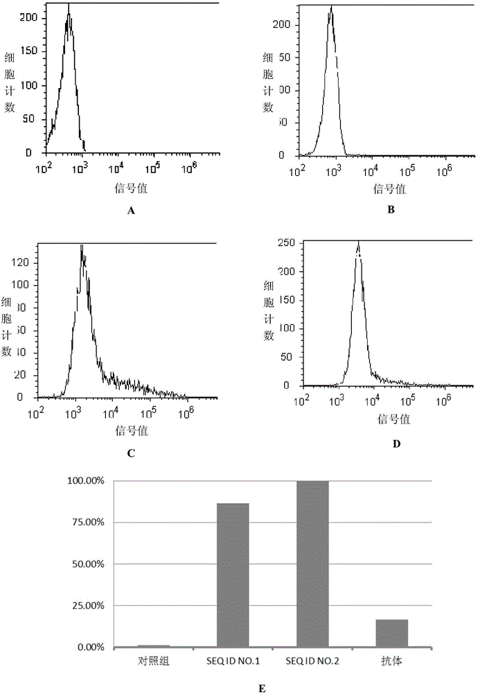 Polypeptide for specifically targeting human epidermal growth factor receptor 2 (HER2) protein