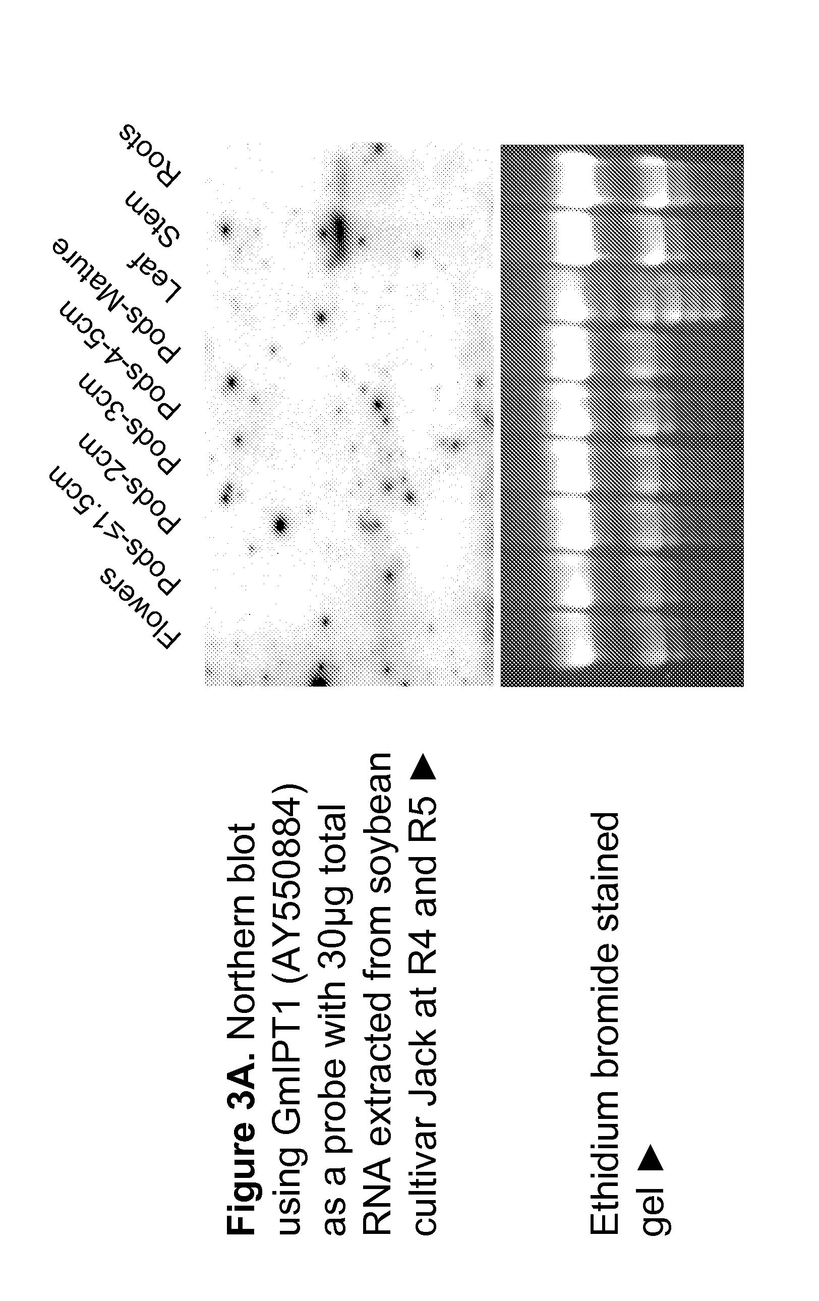 Soybean isopentenyl transferase genes and methods of use