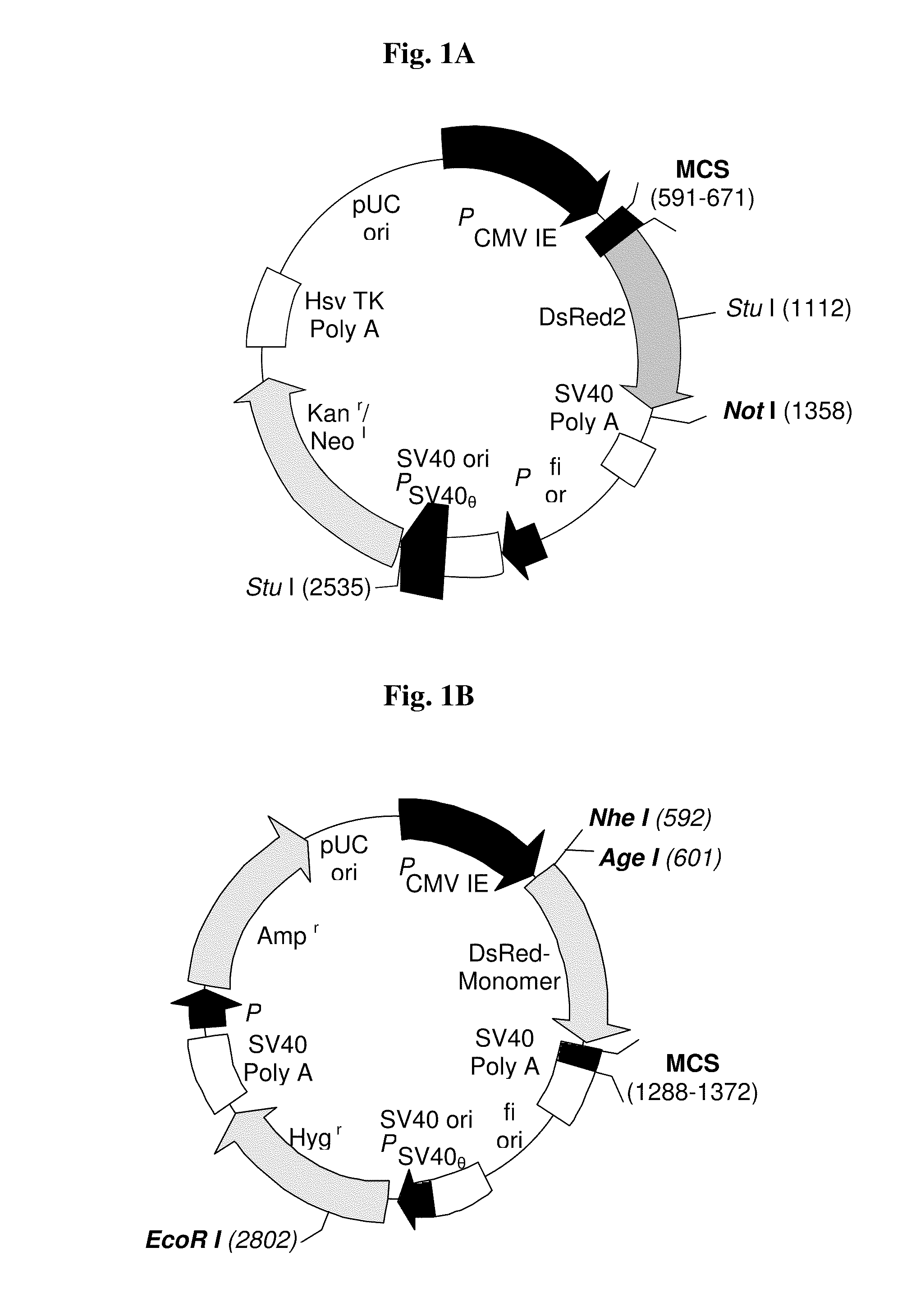 RGD-(bacterio)chlorophyll conjugates for photodynamic therapy and Imaging of Necrotic tumors