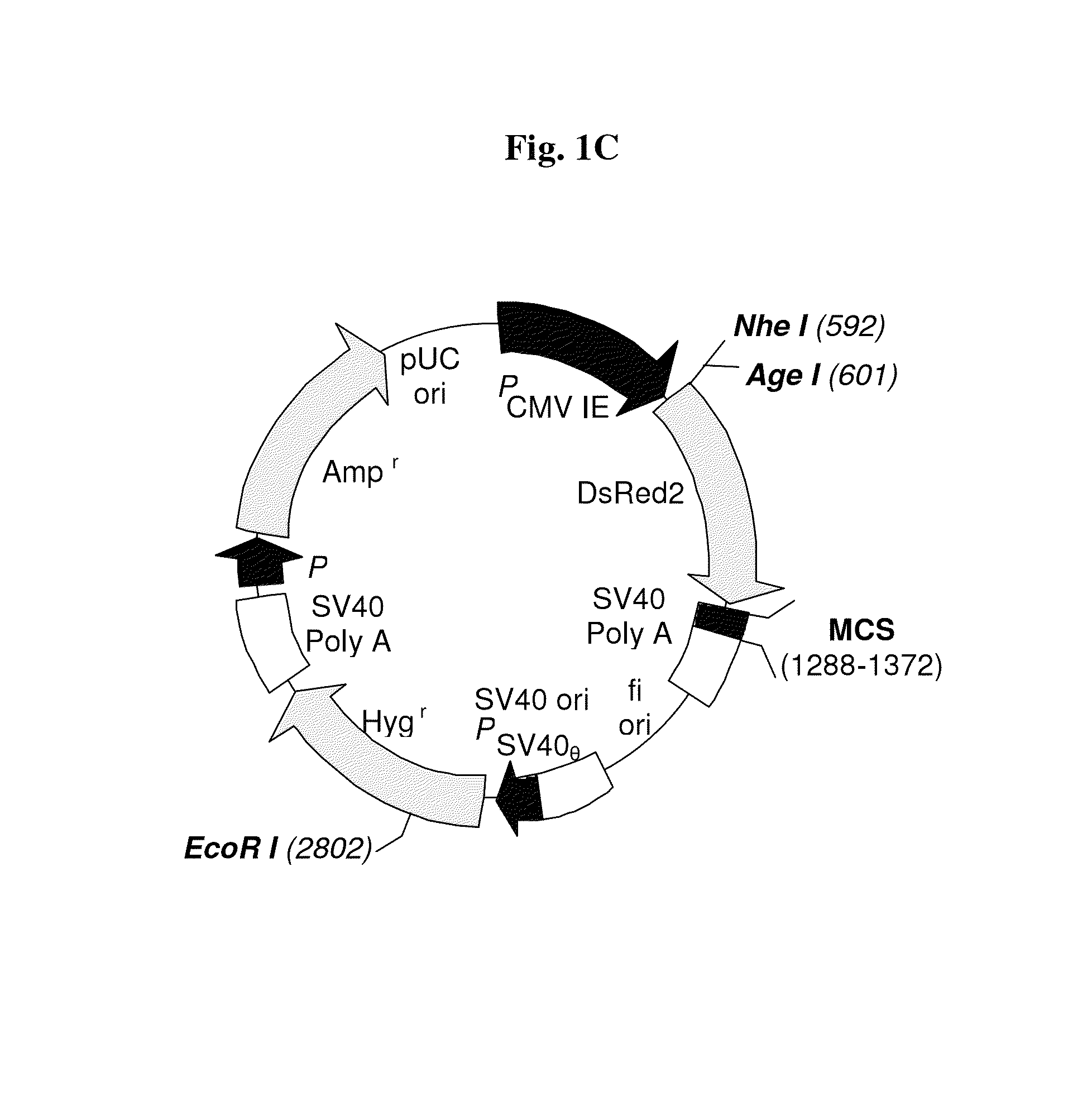 RGD-(bacterio)chlorophyll conjugates for photodynamic therapy and Imaging of Necrotic tumors