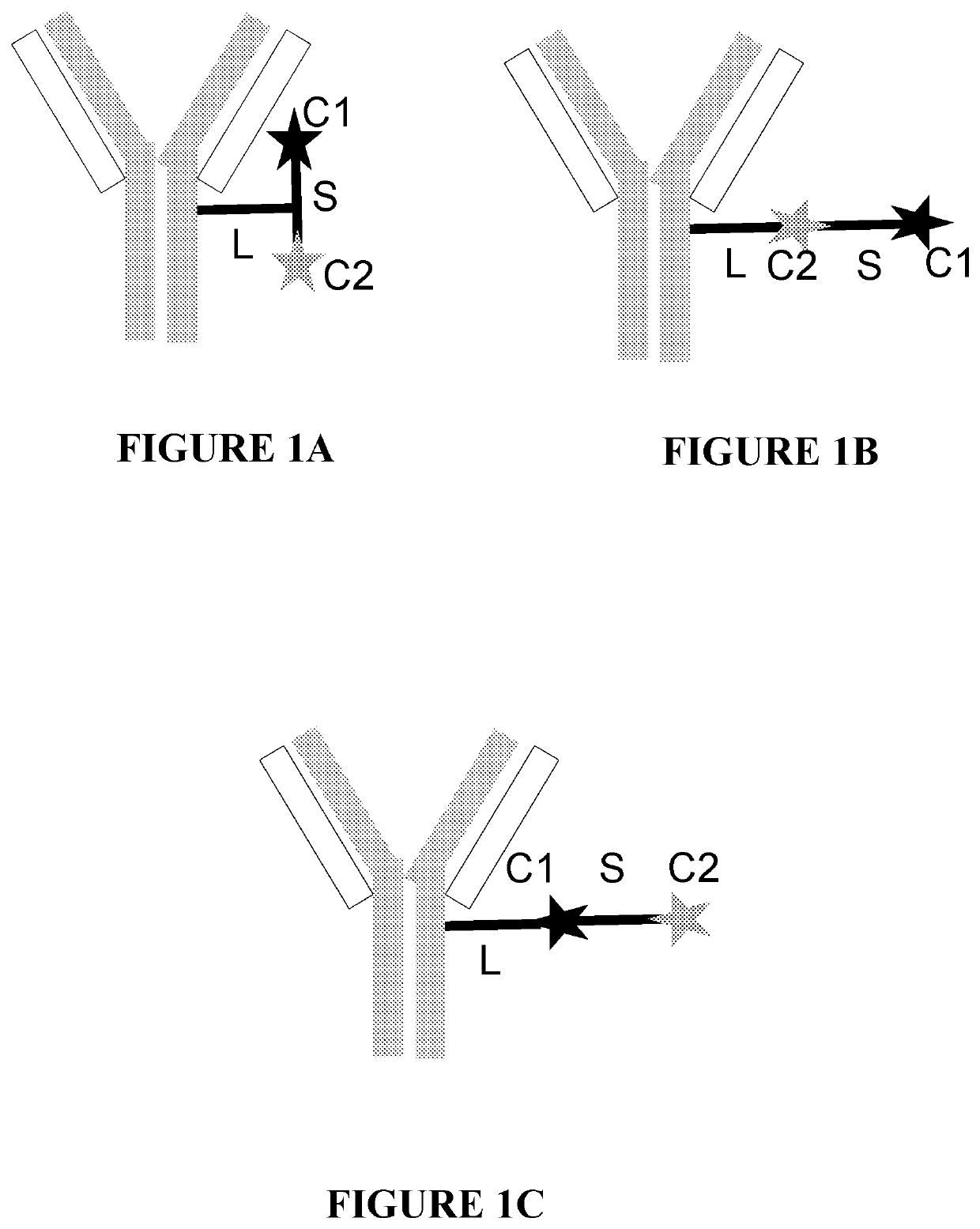 Antibody conjugates of immune-modulatory compounds and uses thereof