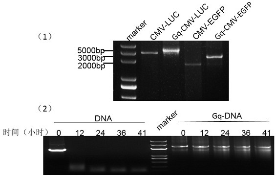 g tetramer covalent coupling dna molecule and dna self-transfection kit and application