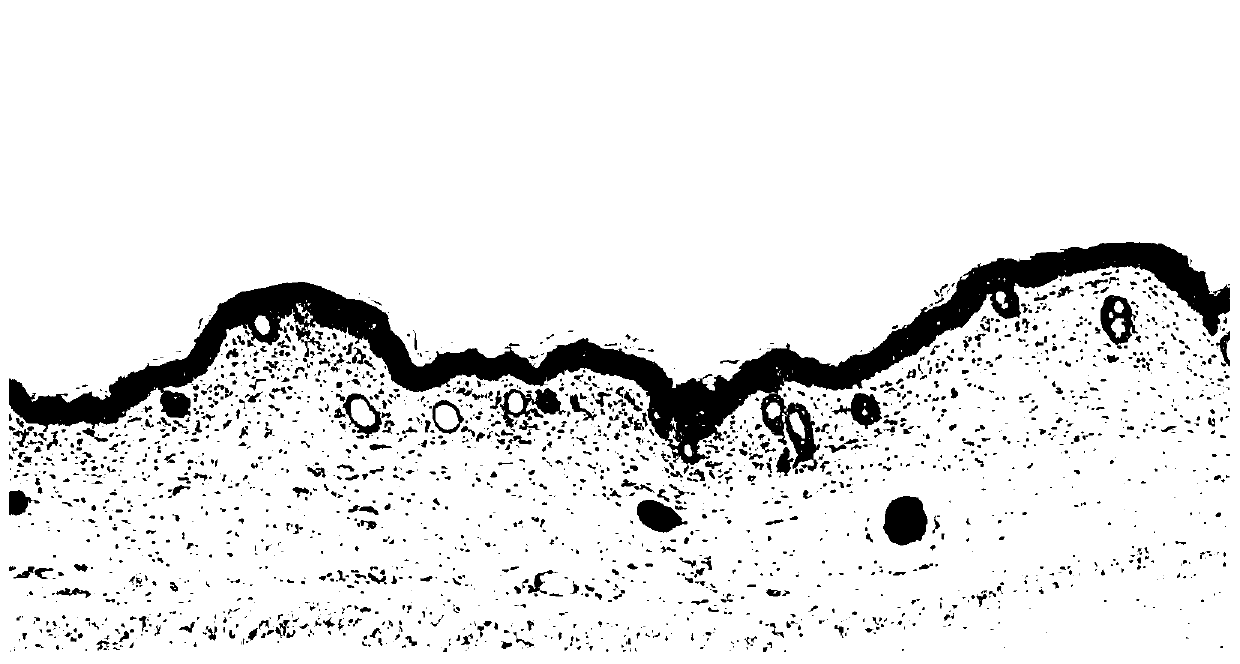 Vegetable oil skin care composition and preparation method thereof