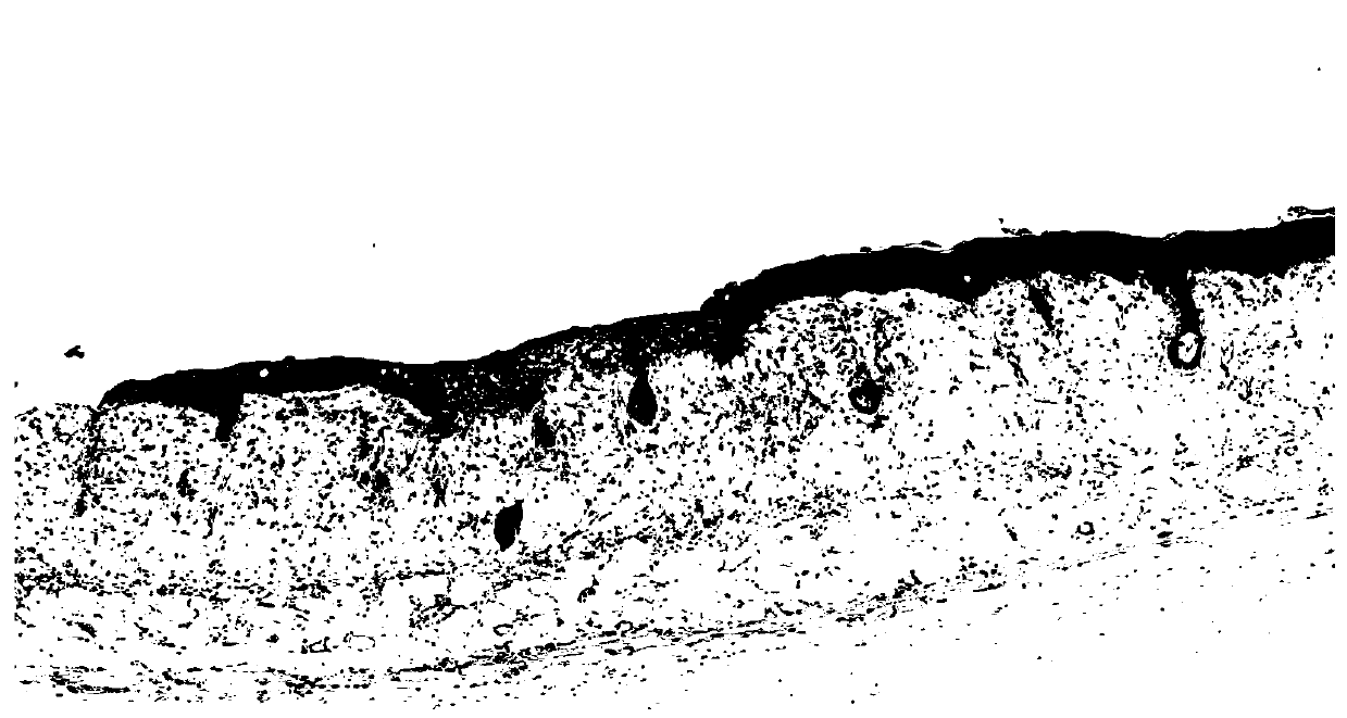 Vegetable oil skin care composition and preparation method thereof