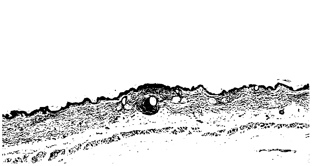 Vegetable oil skin care composition and preparation method thereof