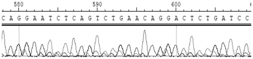 A method for improving the biomineralization ability of silk fibroin