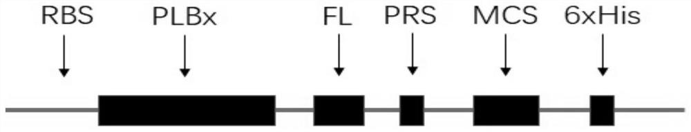 Application of plb protein in constructing expression vector of fusion protein with chaperone-like function