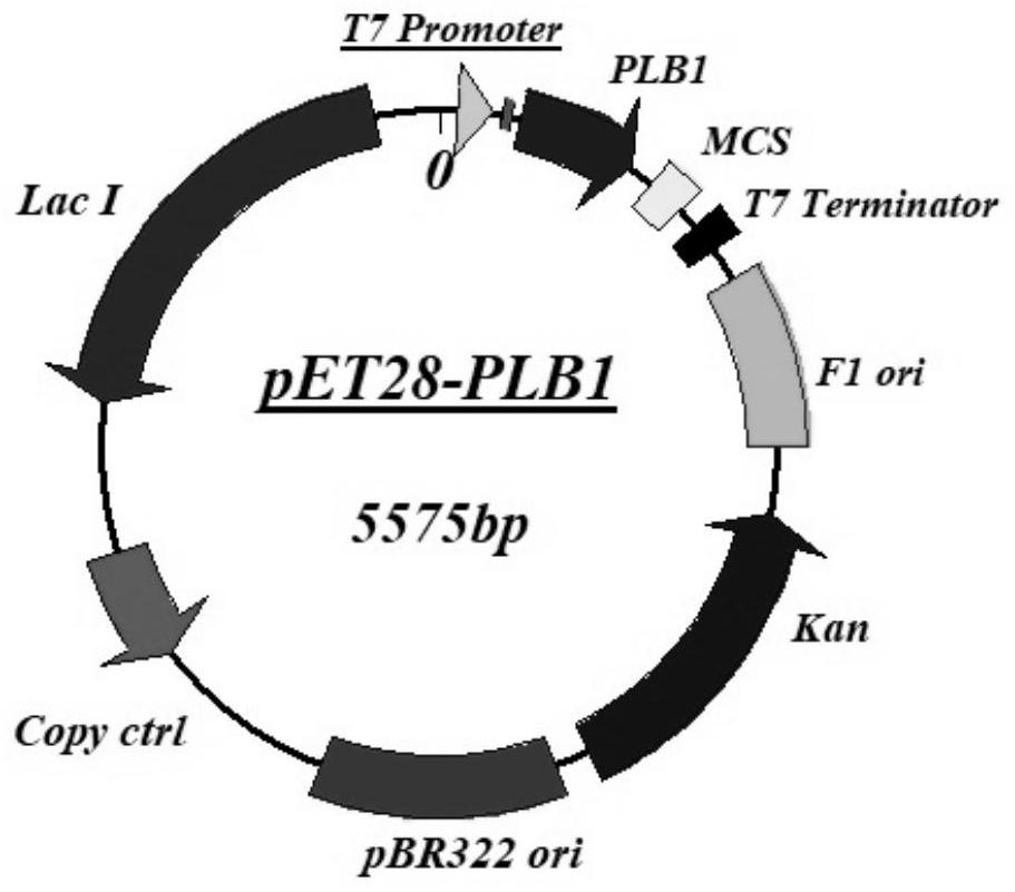 Application of plb protein in constructing expression vector of fusion protein with chaperone-like function