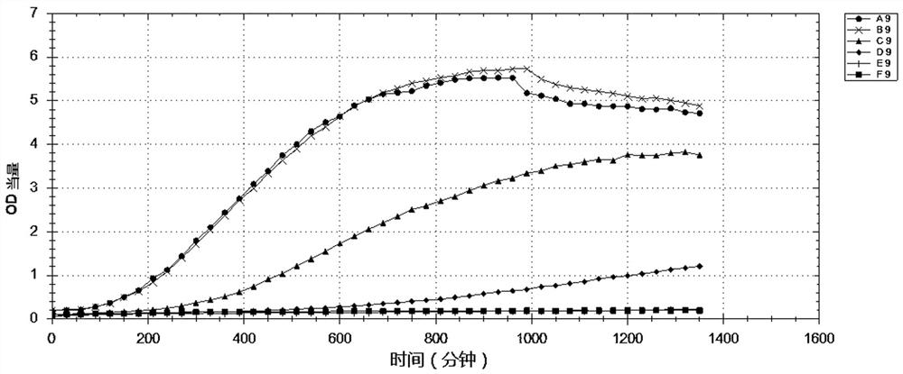 Lactobacillus rhamnosus strain wka55 and its use and product in the preparation of products for preventing and treating alcoholic liver damage