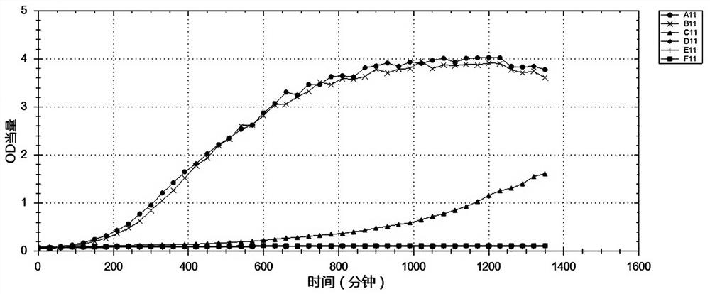 Lactobacillus rhamnosus strain wka55 and its use and product in the preparation of products for preventing and treating alcoholic liver damage