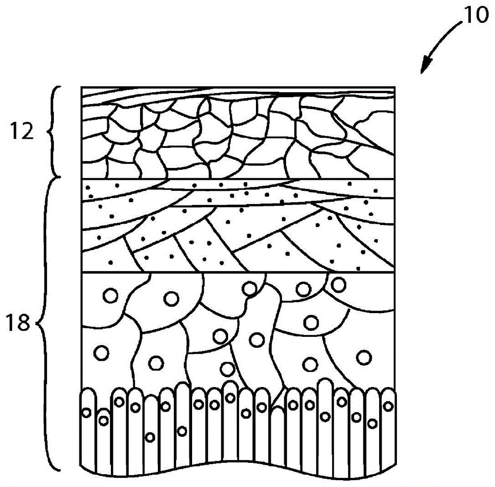 Cosmetic compositions and methods providing enhanced penetration of skin care actives