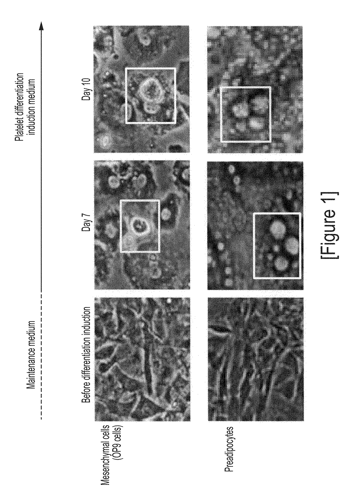 Method for producing megakaryocytes, platelets and/or thrombopoietin using mesenchymal cells