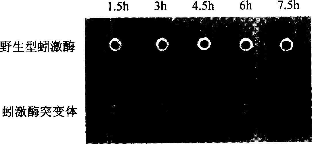 New earthworm kinase gene mutant