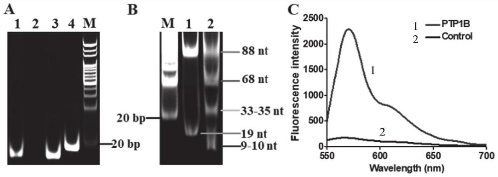 Tyrosine phosphatase biosensor as well as detection method and application thereof