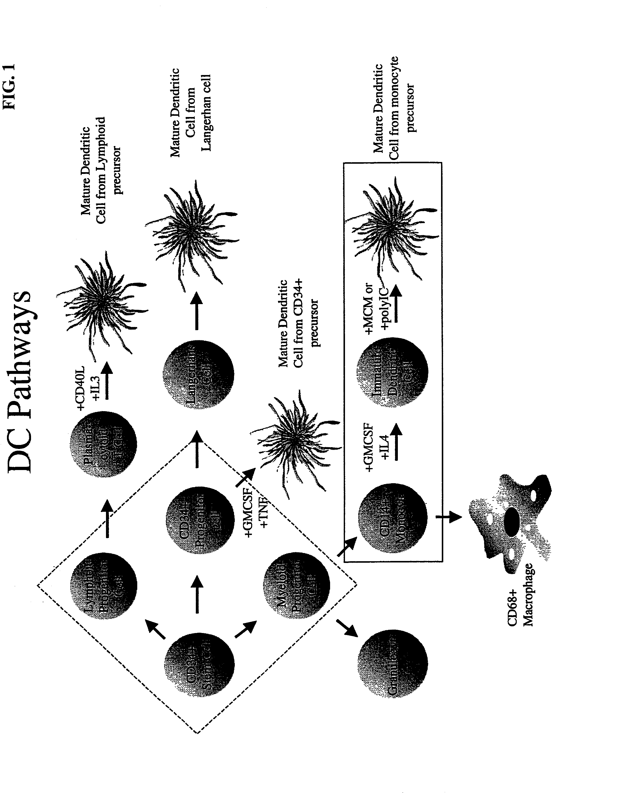 Methods and compositions for inducing an immune response