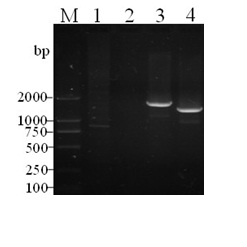 Salmonella choleraesuis gene deletion mutant without resistant marker and vaccine thereof