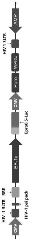 Application of EFTUD2 and Epro-LUC-HepG2 modeling method