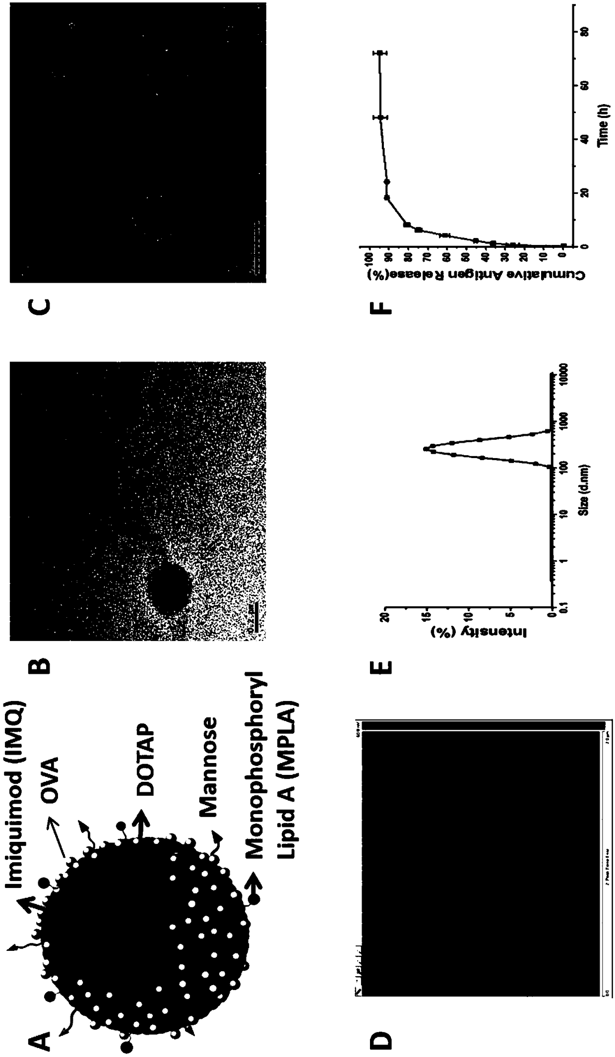 Antigen and TLR agonist targeting co-loaded cationic phospholipid-polymer hybrid nanoparticle vaccine adjuvant, and preparation method and application thereof