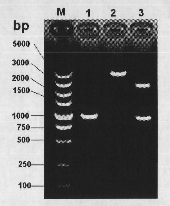Staphylococcus aureus capsular polysaccharide and protein conjugate and preparation method and application thereof