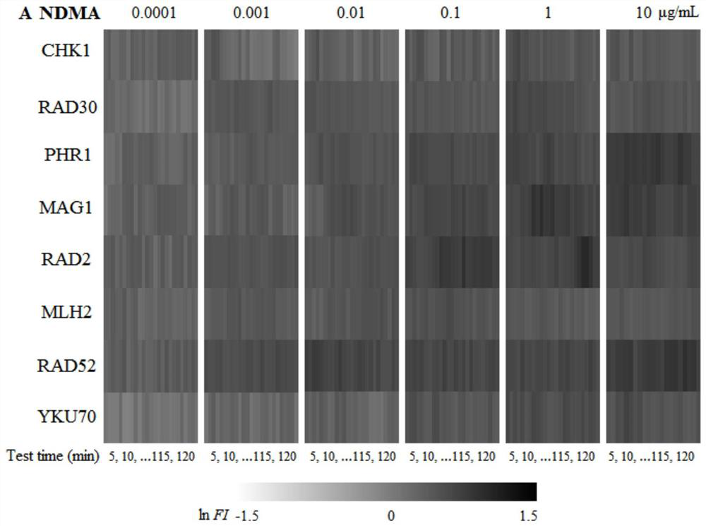 Nitrosamine TD50 prediction method based on fluorescent yeast sensor