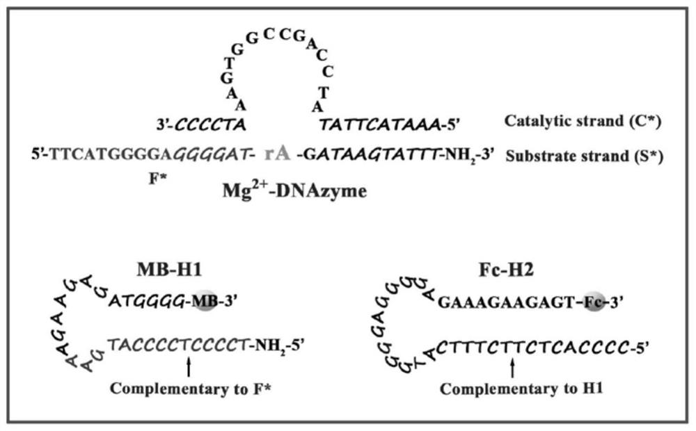 A ratiometric electrochemical biosensor for eliminating lamp background interference, construction method and application