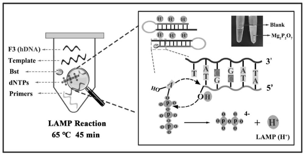 A ratiometric electrochemical biosensor for eliminating lamp background interference, construction method and application