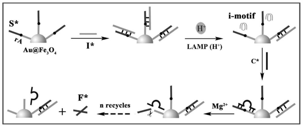 A ratiometric electrochemical biosensor for eliminating lamp background interference, construction method and application