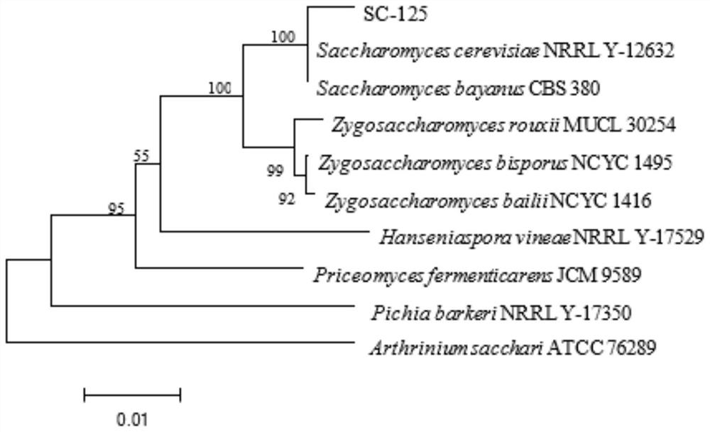 A kind of Saccharomyces cerevisiae and method for improving the production of γ-aminobutyric acid by Saccharomyces cerevisiae