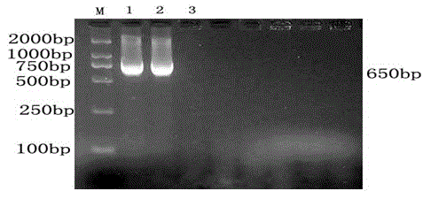 PCR (polymerase chain reaction) detection kit for hacmophilus parasuis
