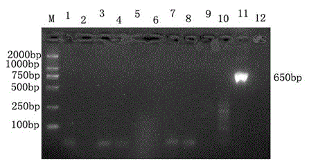PCR (polymerase chain reaction) detection kit for hacmophilus parasuis