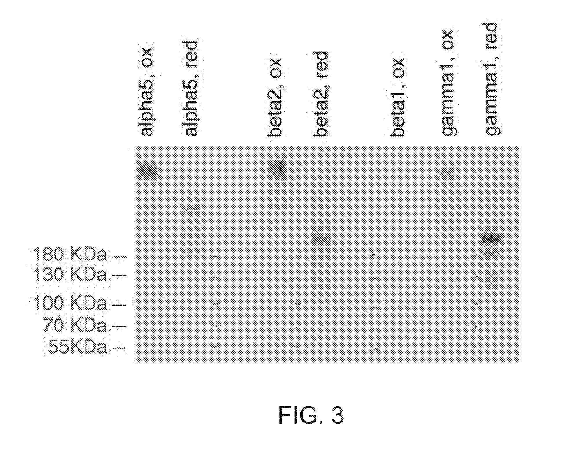 Cell culture substrate comprising a laminin and a cadherin