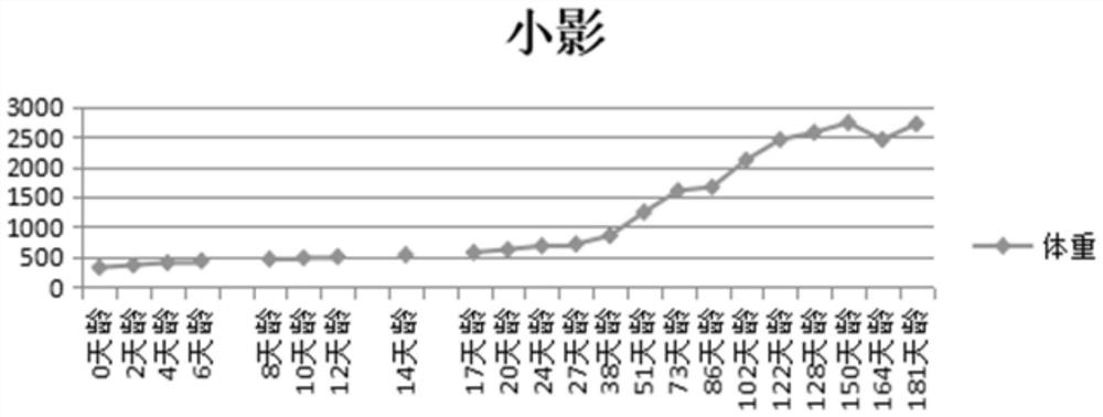 Feed for termitarium, preparation method of feed and method for feeding termitarium by using feed