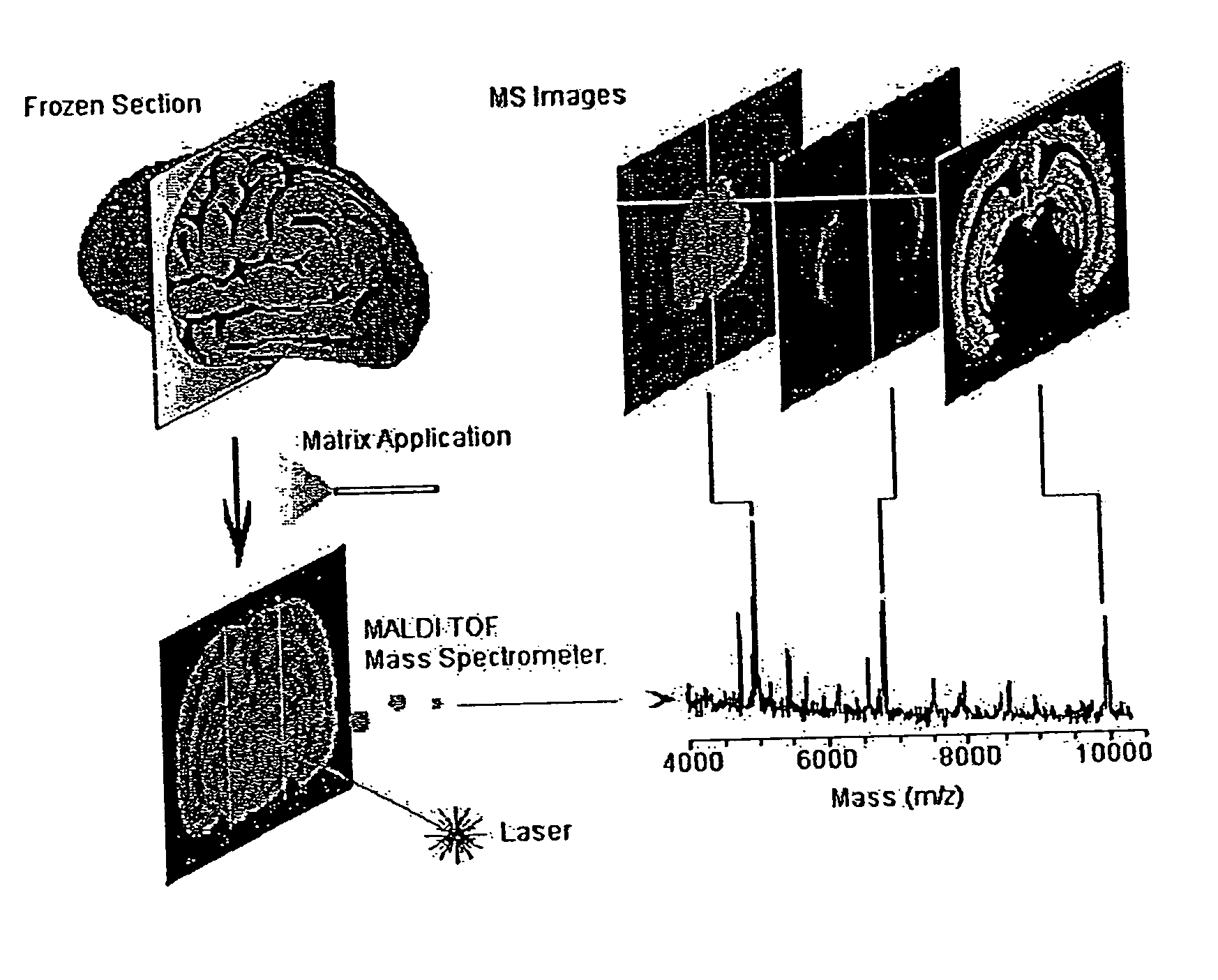 Methods and apparatuses for analyzing biological samples by mass spectrometry