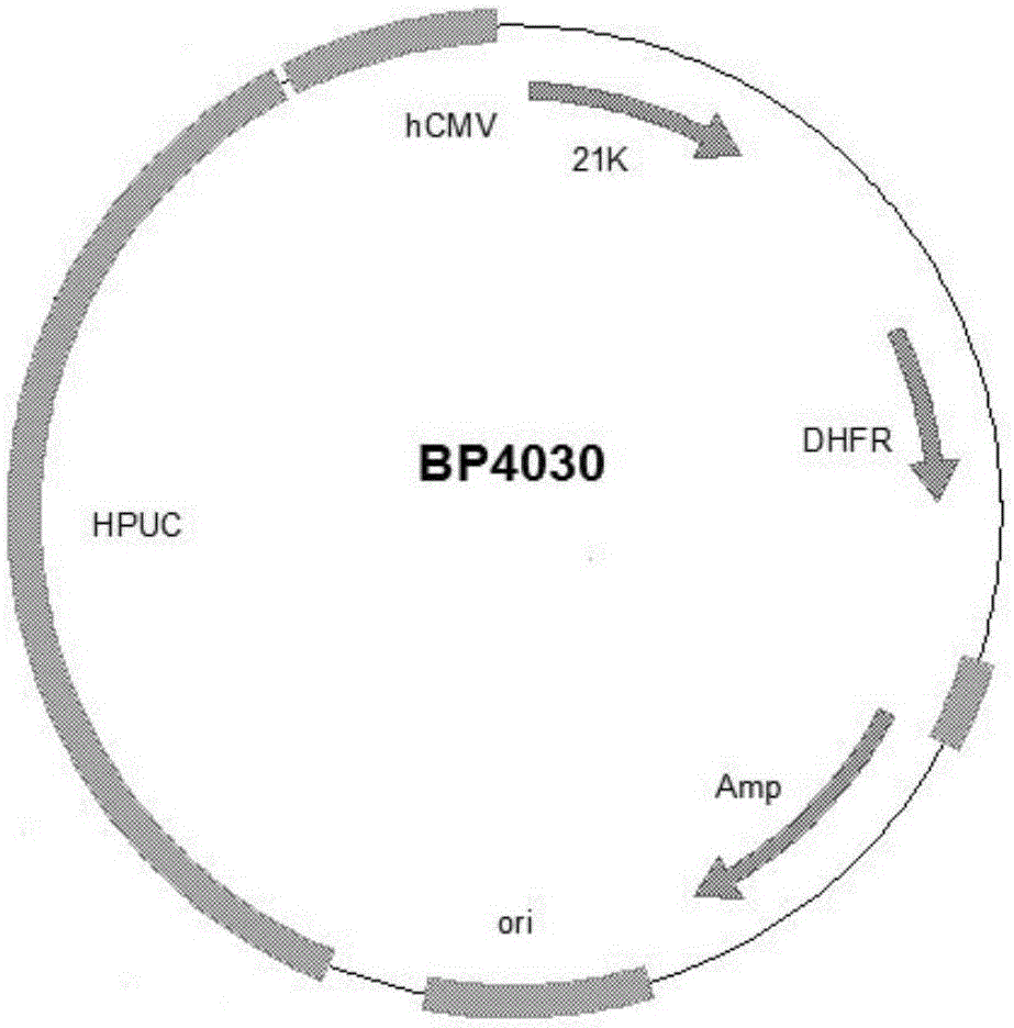 Preparation and application of anti-human PCSK9 (pro-protein convertase subtilisin/kexin 9) antibody