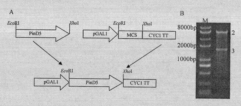 Function identification and application of delta-5 desaturase gene PinD5 of Phytophthora infestans in potato