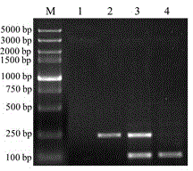 Reagent and detection method capable of specifically detecting Mur antigen gene