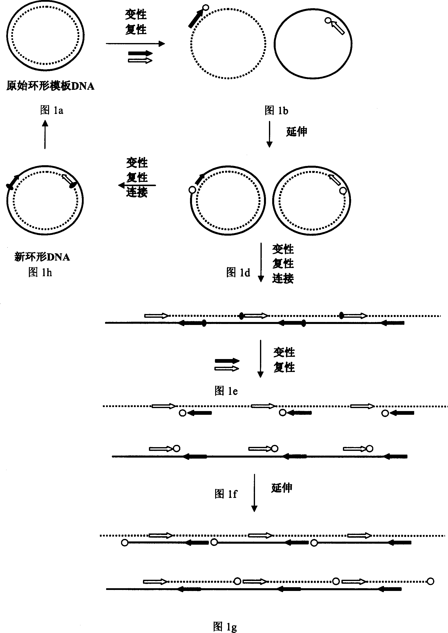 Method for externally amplifying specific ring type or concatemer nucleic acid