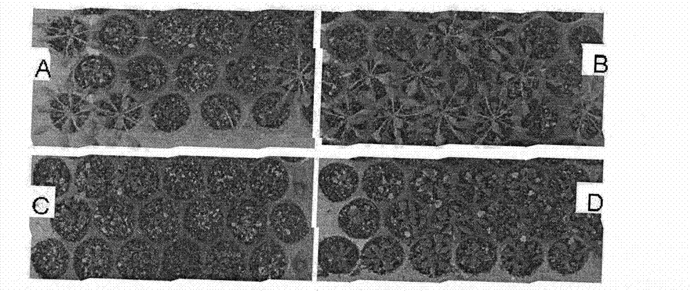 Gene for increasing plant drought resistance and salt resistance and enconding product and application thereof