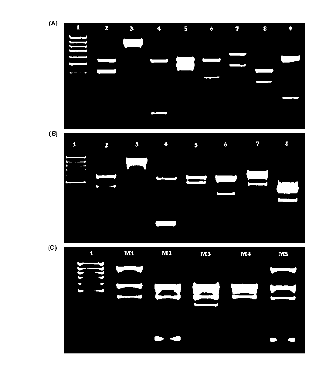 Dna Fragments, Primers, Kits, and Methods for Amplification the Detection and Identification of Clinically Relevant Candida Species