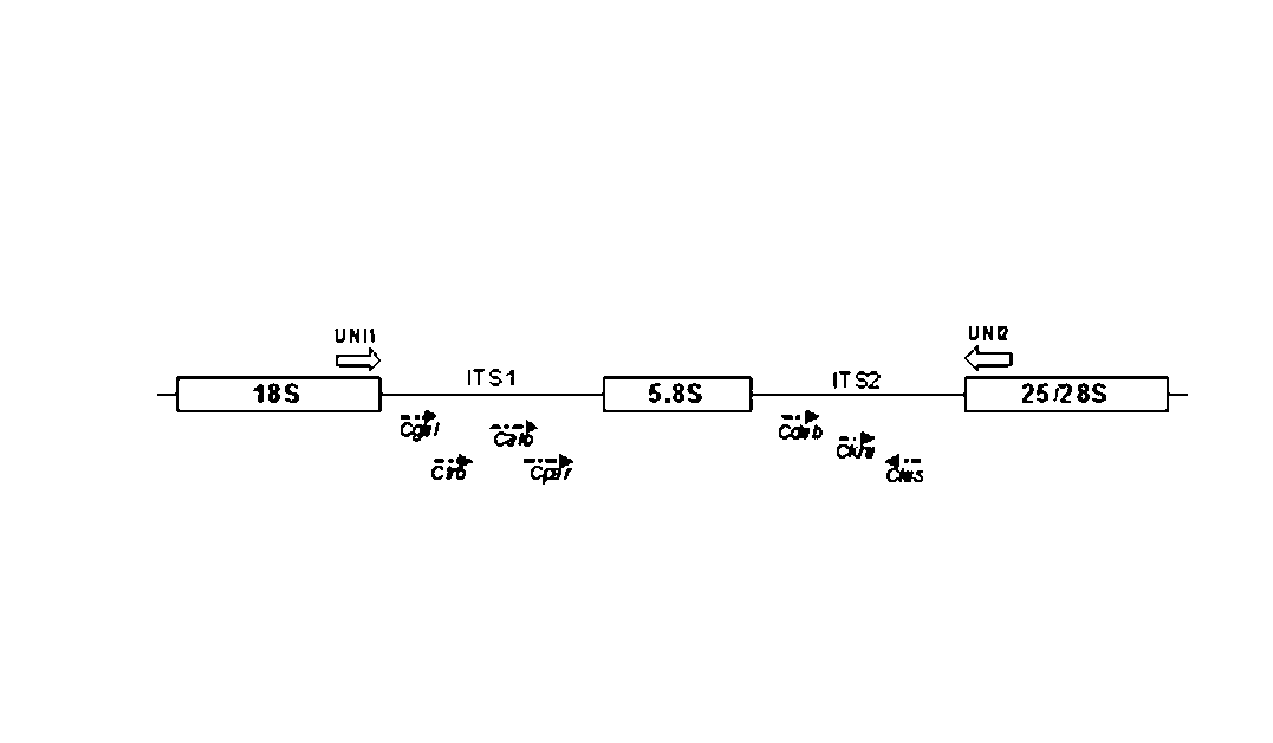 Dna Fragments, Primers, Kits, and Methods for Amplification the Detection and Identification of Clinically Relevant Candida Species