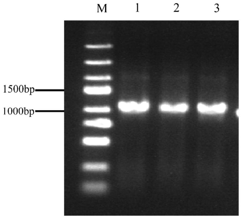 Bergenia oxygen methyl transferase BpOMT1 gene and application thereof in preparation of 4-methoxy gallic acid