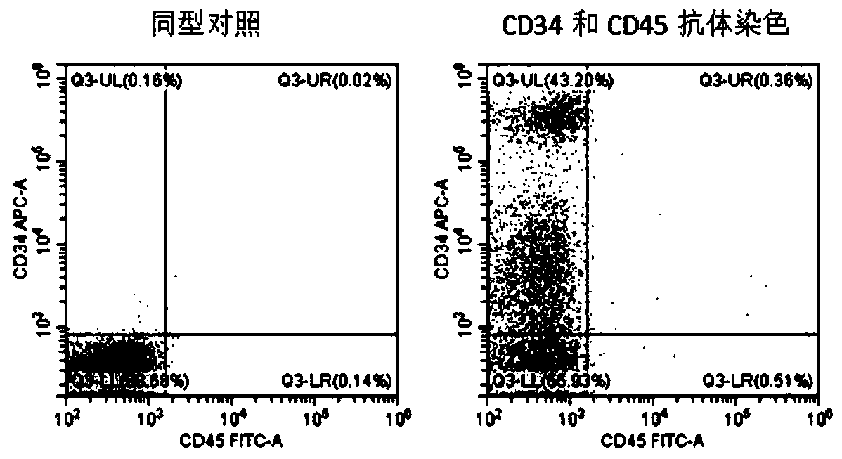 Method for differentiating human pluripotent stem cells into natural killer cells and application