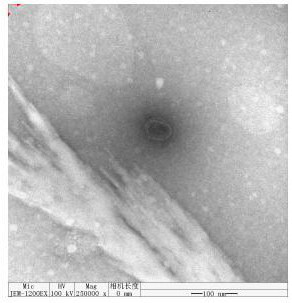 Lytic vibrio parahaemolyticus bacteriophage RDP-VP-19003 and application thereof