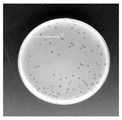 Lytic vibrio parahaemolyticus bacteriophage RDP-VP-19003 and application thereof