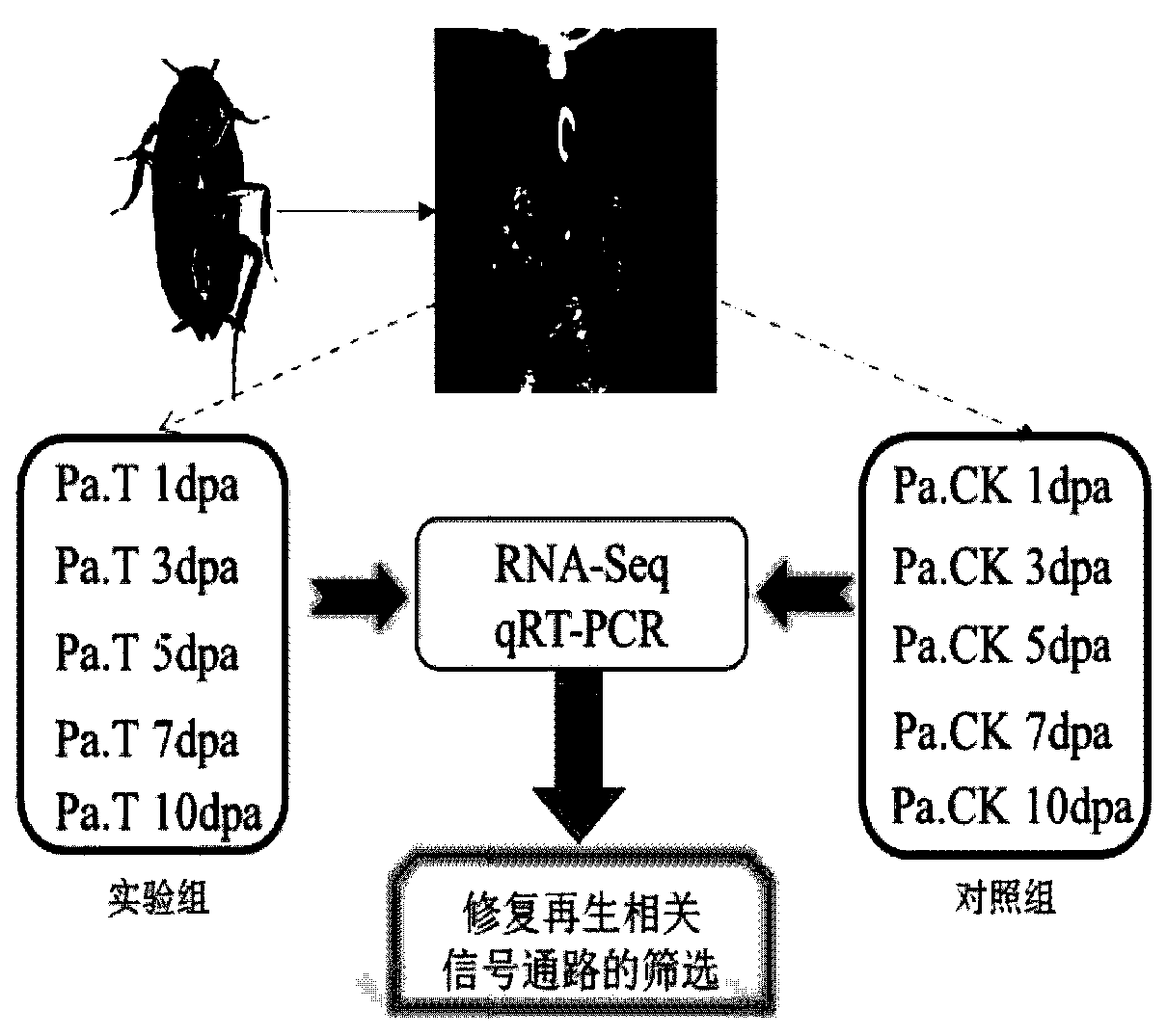 The application of wingless signaling pathway gene and dsrna related to limb regeneration of Periplaneta americana