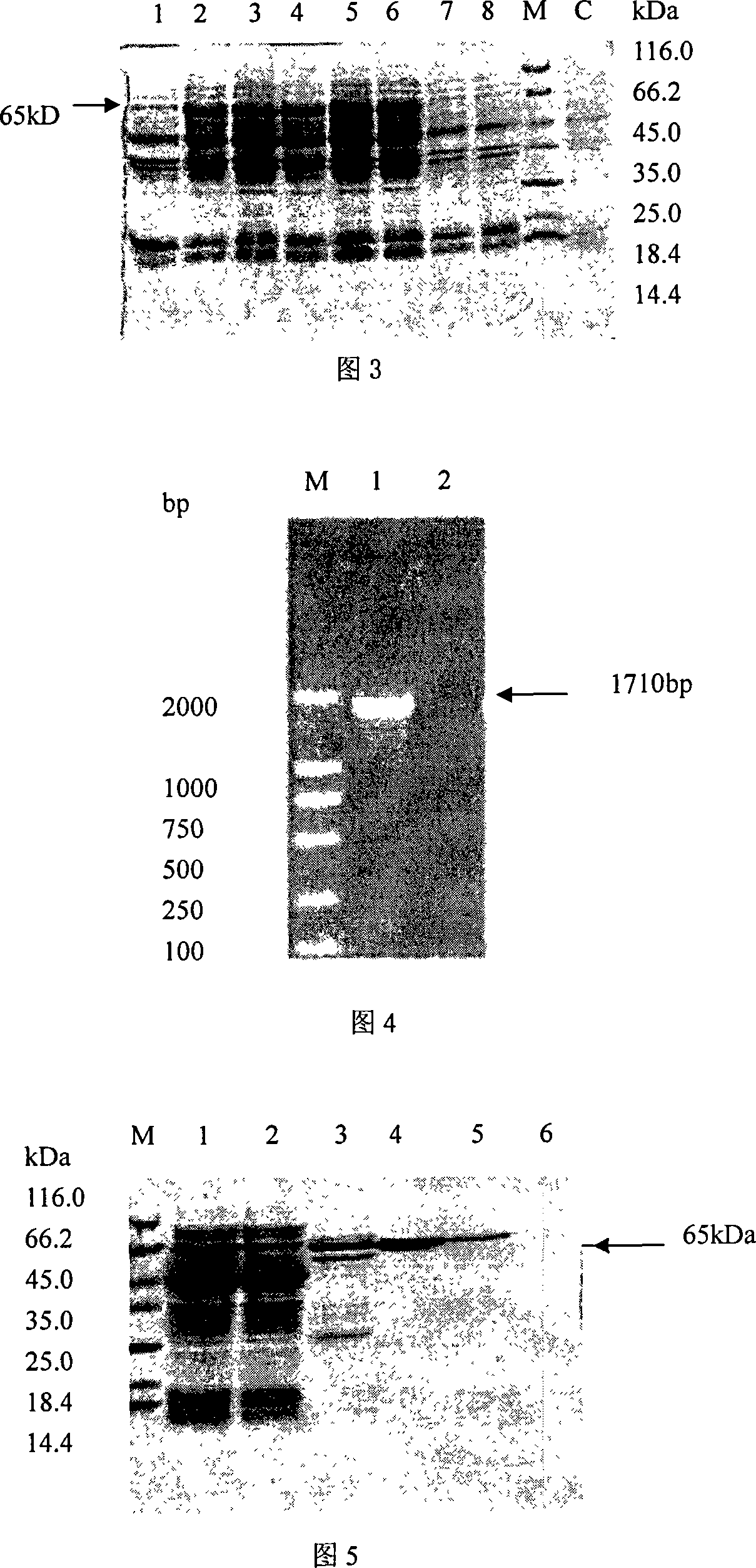 In vitro activity measuring method for hepatitis C virus RNA depending RNA polymerase and application thereof