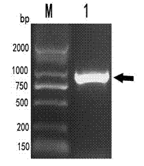 Kit based on duck plague virus gG segmented recombinant protein and its application