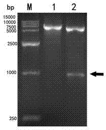 Kit based on duck plague virus gG segmented recombinant protein and its application